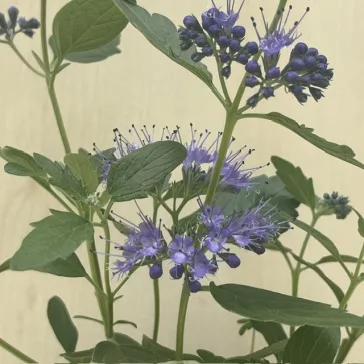 Caryopteris – Kékszakáll