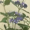 Caryopteris – Kékszakáll
