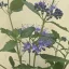 Caryopteris – Kékszakáll