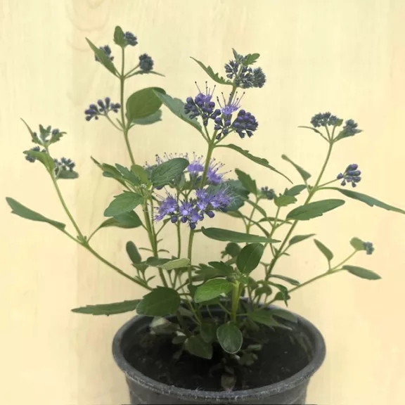 Caryopteris – Kékszakáll