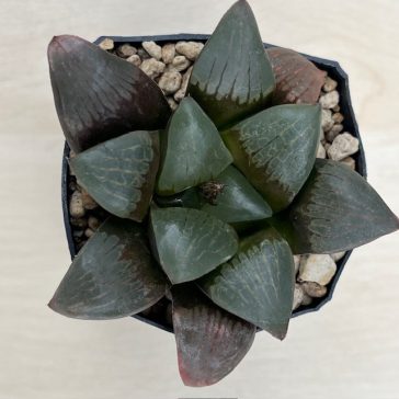 Különleges Haworthiak