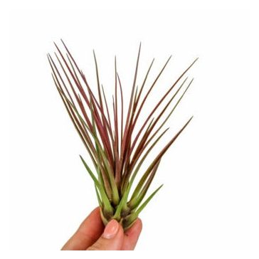 Tillandsia