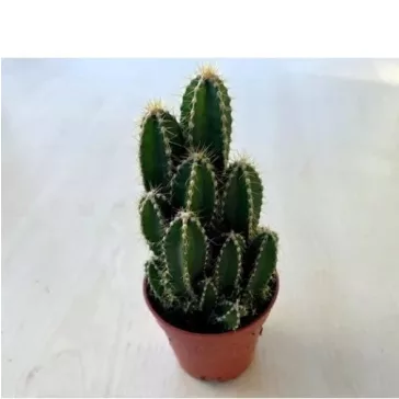Acanthocereus tetragonus 'Fairy Castle'