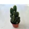 Acanthocereus tetragonus 'Fairy Castle'
