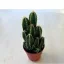 Acanthocereus tetragonus 'Fairy Castle'