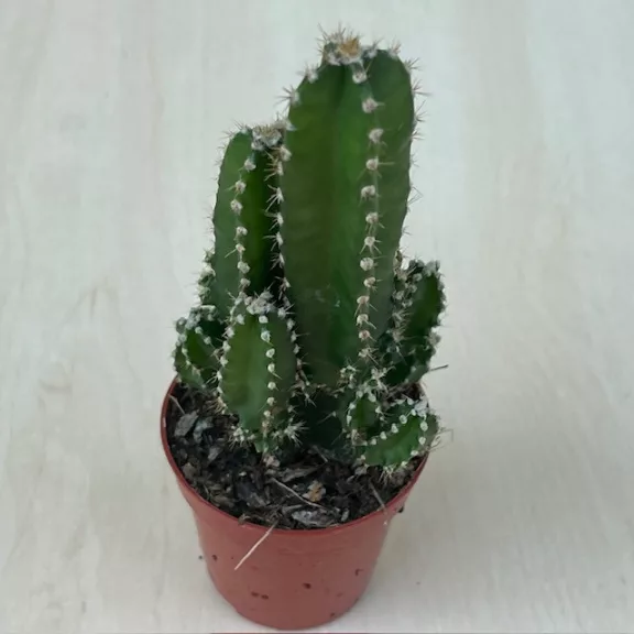 Acanthocereus tetragonus 'Fairy Castle'