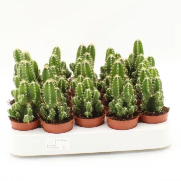 Acanthocereus tetragonus 'Fairy Castle'