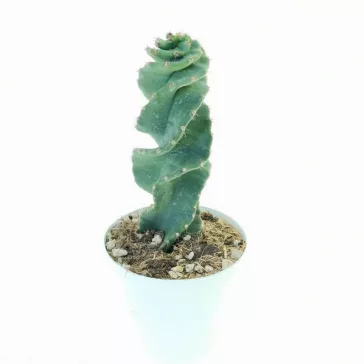 Cereus forbesii spiralis