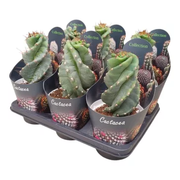 Cereus forbesii spiralis