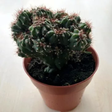 Cereus sp. mostruosus cristatus