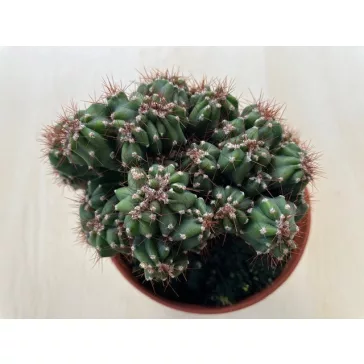 Cereus sp. mostruosus cristatus