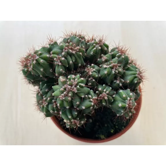 Cereus sp. mostruosus cristatus