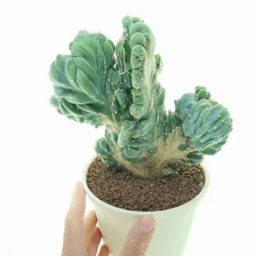 Cereus peruvianus Monstrosa nagy méretű