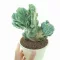 Cereus peruvianus Monstrosa nagy méretű