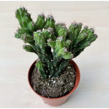 Cereus peruvianus Monstrose