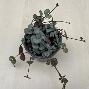Ceropegia woodii 'Silver Glory'- Gyertyavirág