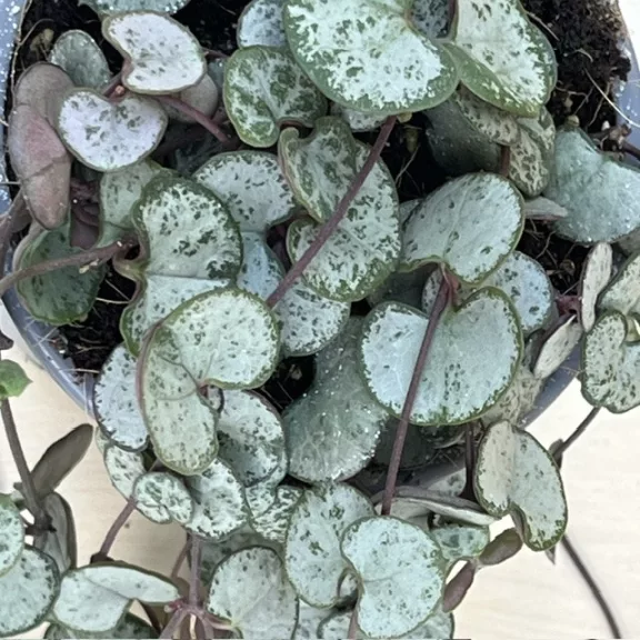 Ceropegia woodii 'Silver Glory'- Gyertyavirág