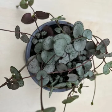 Ceropegia woodii 'Silver Glory'- Gyertyavirág