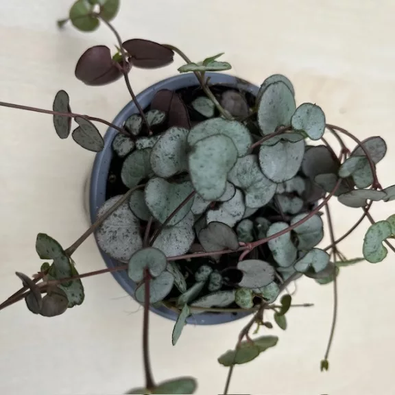 Ceropegia woodii 'Silver Glory'- Gyertyavirág
