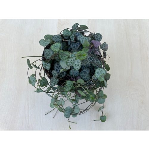 Ceropegia woodii - Gyertyavirág