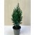 Chamaecyparis lawsoniana