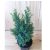 Chamaecyparis lawsoniana 'Ellwoodii' 20 cm