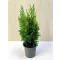 Chamaecyparis lawsoniana 'Empire'