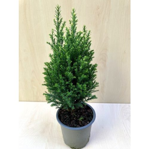 Chamaecyparis lawsoniana 'Snow White' 