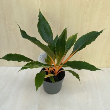   Narancsvulkán - Chlorophytum orchidastrum ‘Green Orange’
