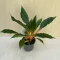Narancsvulkán - Chlorophytum orchidastrum ‘Green Orange’