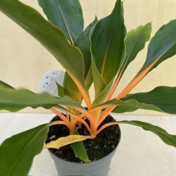   Narancsvulkán - Chlorophytum orchidastrum ‘Green Orange’