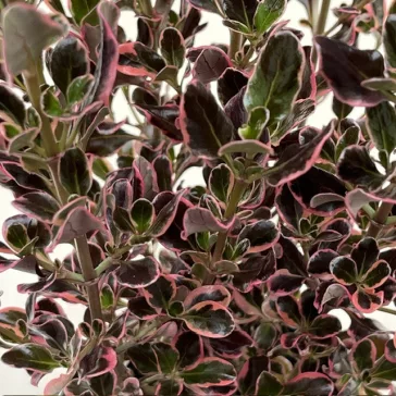 Amerikai tükörcserje - Coprosma 