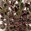 Amerikai tükörcserje - Coprosma 