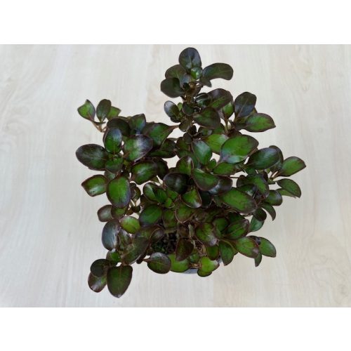 Amerikai tükörcserje - Coprosma repens