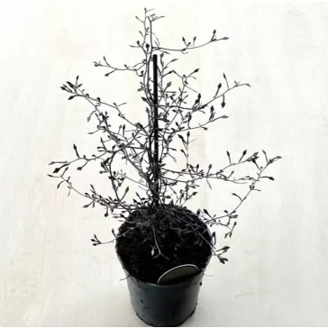 Corokia cotoneaster - Cikkcakk cserje - nagy méretű
