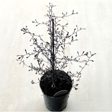 Corokia cotoneaster - Cikkcakk cserje