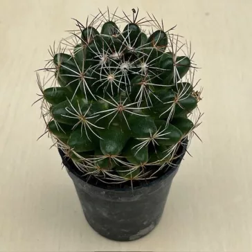 Coryphantha