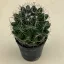 Coryphantha