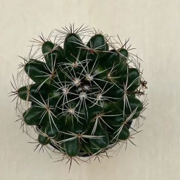 Coryphantha