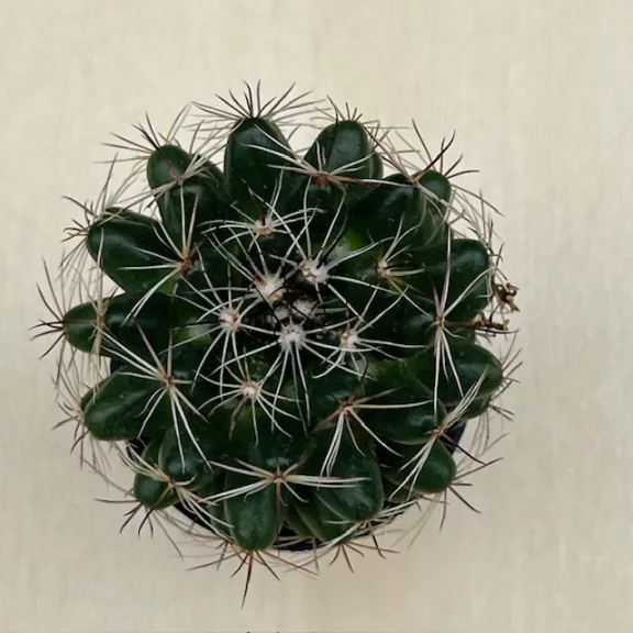 Coryphantha