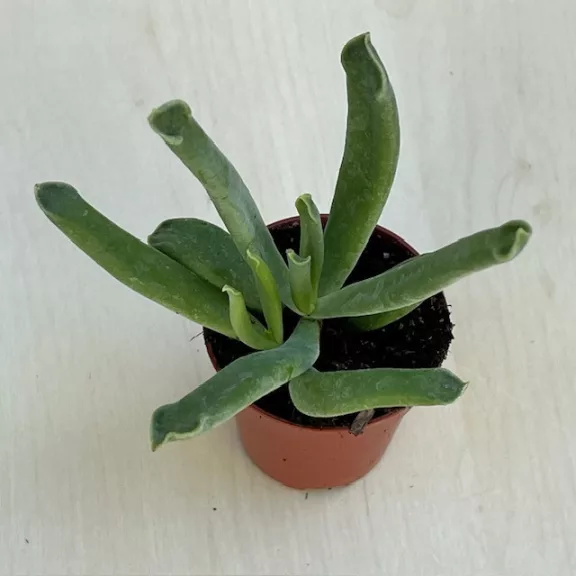 Cotyledon 