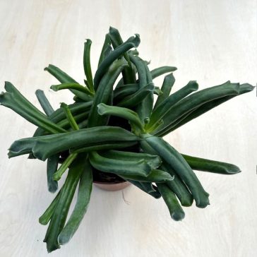 Cotyledon 'Elephant's Trunk'