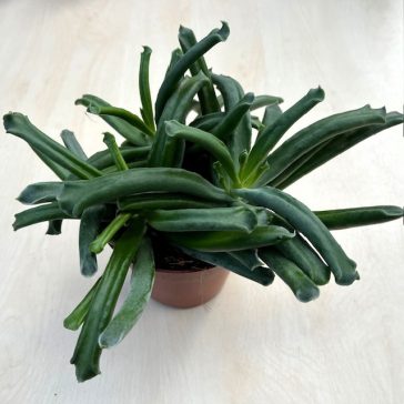 Cotyledon 'Elephant's Trunk'