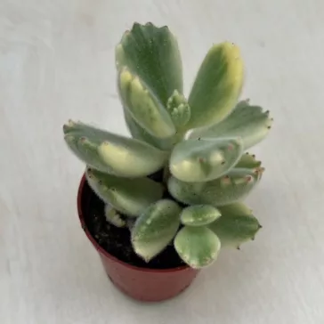 Cotyledon ladismithensis variegata