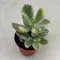 Cotyledon ladismithensis variegata