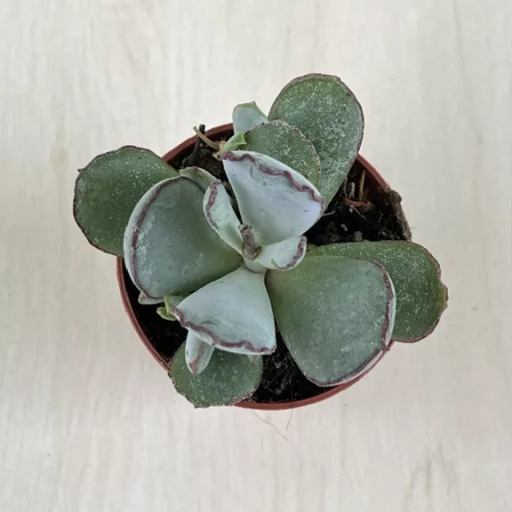Cotyledon orbiculata 'Silver'
