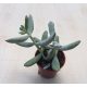 Cotyledon orbiculata