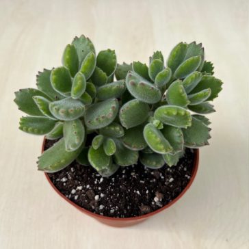 Cotyledon tomentosa nagy méretű