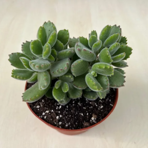 Cotyledon tomentosa nagy méretű Cotyledon tomentosa nagy méretű