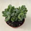 Cotyledon tomentosa nagy méretű